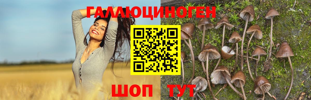 Псилоцибиновые грибы Psilocybine cubensis  Псилоцибиновые грибы прущие грибы  Каменка 